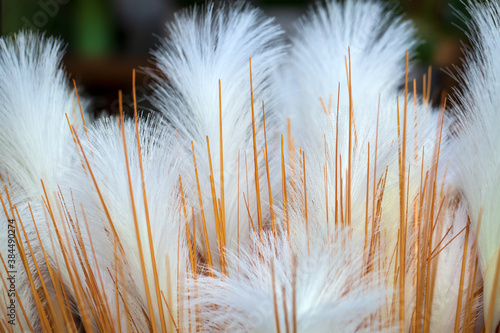 Selective focus of beautiful abstract colorful feathers and soft white feather texture. Idea for wallpaper  postcard  poster design  banner  copy space  close up.