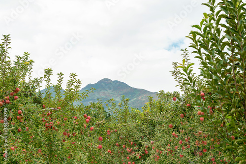 【青森岩木山】りんご園から見る秋の岩木山 © ikeda_a
