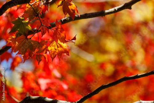 紅葉の風景