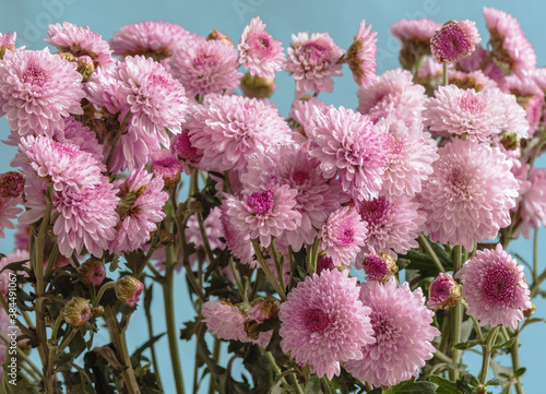 Bouquet of blooming purple chrysanthemums in dew drops