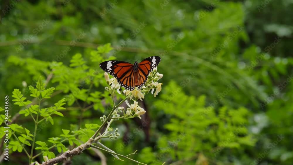 orange butterfly on moringa flowers in the wind an insect eating nectar from flower pollen and reward by pollenation orange butterfly on moringa flowers in the wind an insect eating nectar from flower pollen and reward by pollenation
