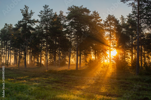 Sunbeams pour through trees in early morning. Light shining in morning forest. Selective focus.