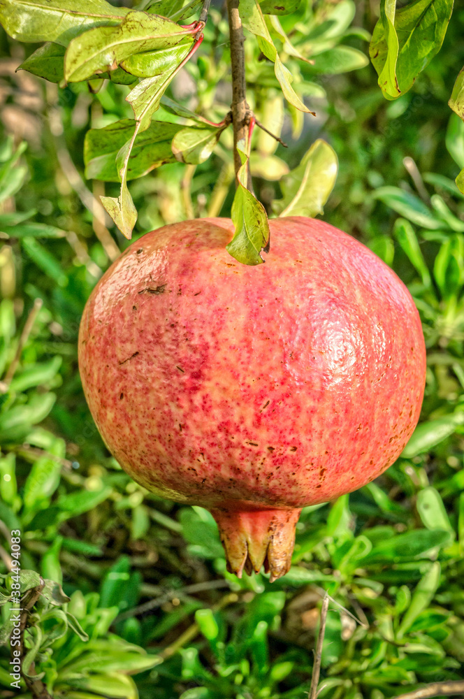 Organic pomegranate fruits on a tree branch
