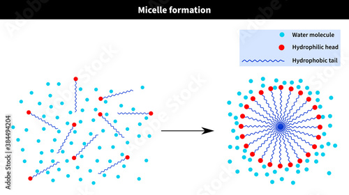 Micelle formation after critical temperature and concentration: water, h2o, hydrophilic, tail, hydrophobic, head, cation, anion, molecule photo