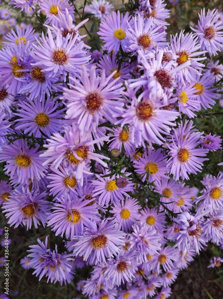 flowers in the garden flowers in the garden