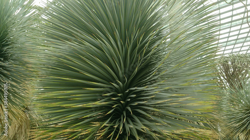 North American plant-Yucca rostrata close-up. Narrow long needle-shaped leaves grow in a lush gray-green rosette. Full screen texture. 