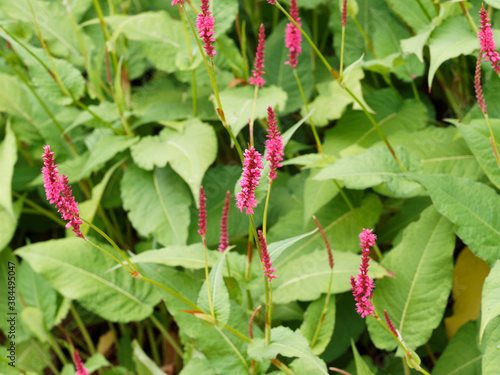 Persicaria amplexicaulis | Persicaire amplexicaule ou renouée ornementale aux fleurs en épis rose carminé et grandes feuilles de forme variable, pointues, vert moyen à foncé à la base des tiges floral photo