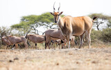 A Giant Eland (Taurotragus derbianus) antelope in Kenya.