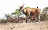 A Giant Eland (Taurotragus derbianus) antelope in Kenya.