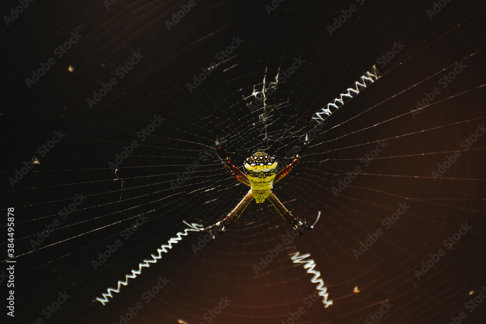 Macro shot of Indian signature spider, it is harmless orb-weaver spider. Autumn colors Macro shot of Indian signature spider, it is harmless orb-weaver spider. Autumn colors
