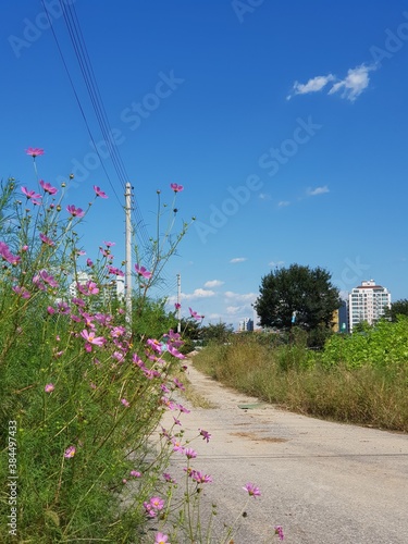 Flowering trails with clear sky