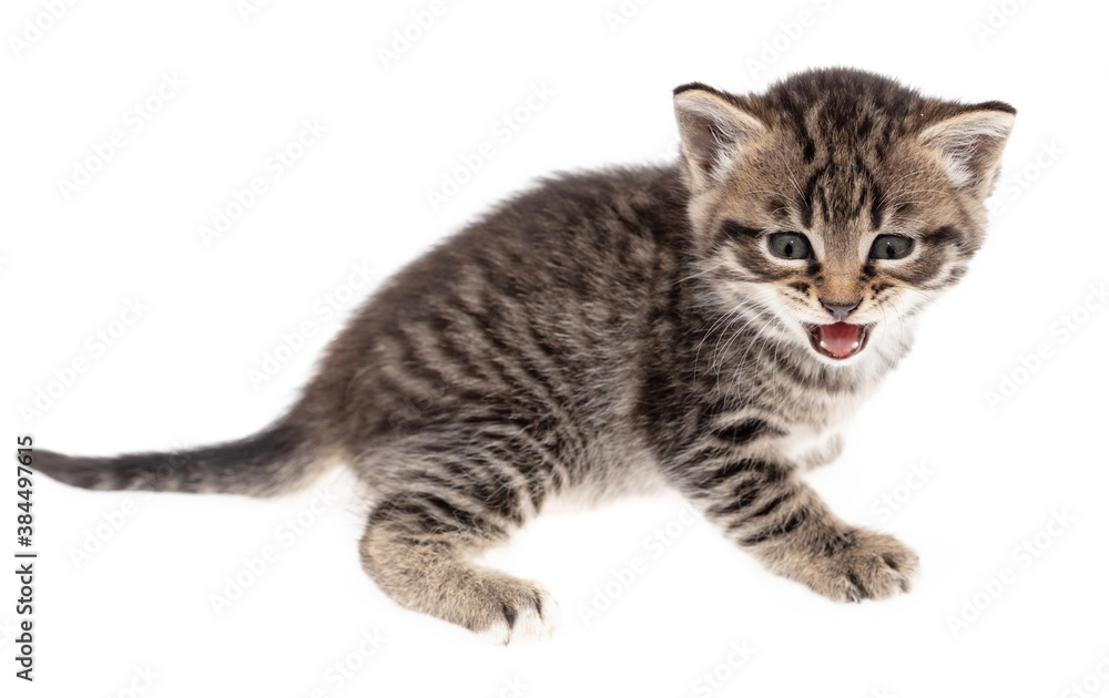 Small kitten isolated on a white background.