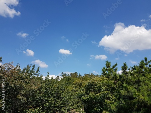 forest under clear white sky