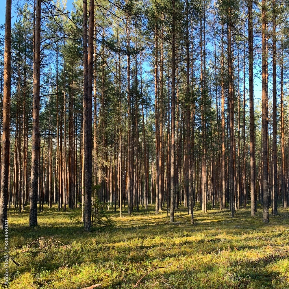 Fototapeta premium September forest