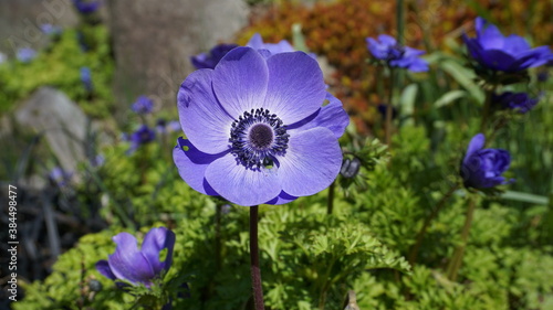 Anemone Coronaria Blue Poppy flower close up on colorful background.
