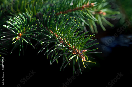 Green fresh pine spruce branch with bokeh outdoor background macro