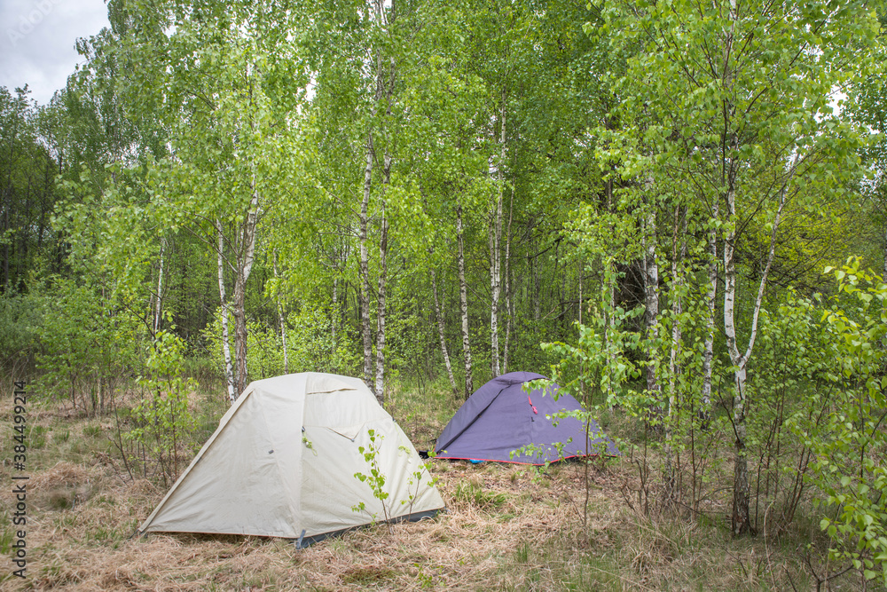 Two tourist tents in a birch forest among dry marsh grass.