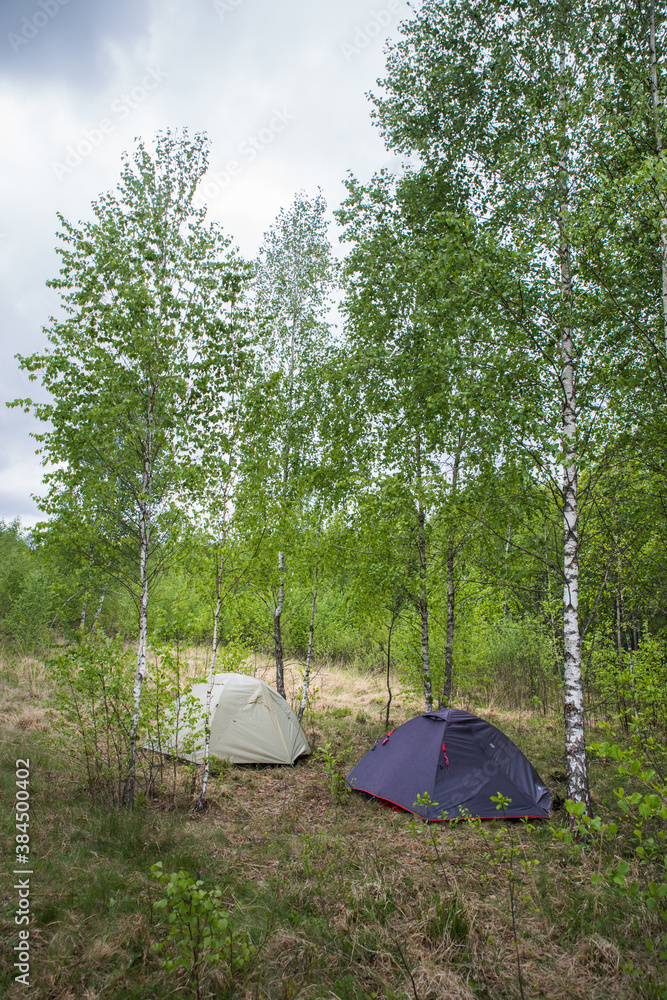 Two tourist tents in a birch forest among dry marsh grass.