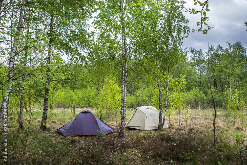 Two tourist tents in a birch forest among dry marsh grass.