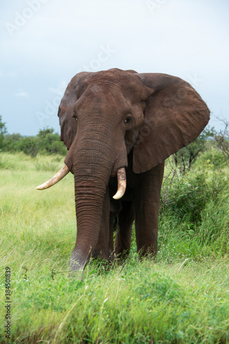   l  phant d Afrique  Loxodonta africana  Parc national Kruger  Afrique du Sud