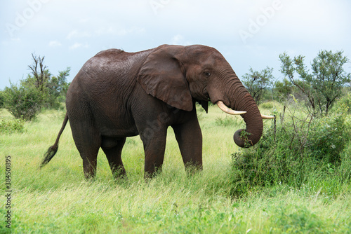 Éléphant d'Afrique, Loxodonta africana, Parc national Kruger, Afrique du Sud