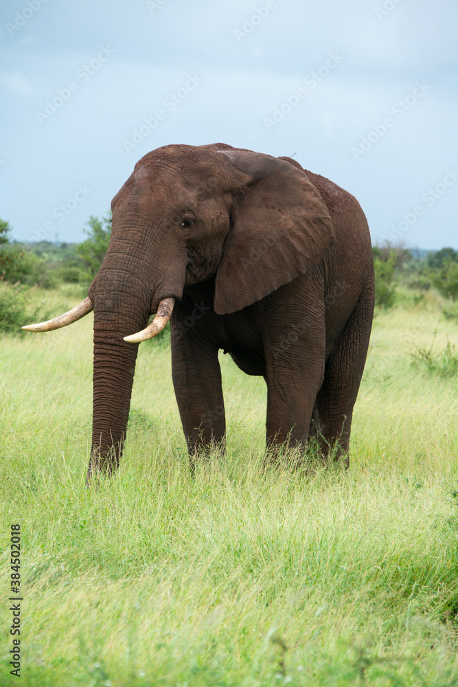 Obraz premium Éléphant d'Afrique, Loxodonta africana, Parc national Kruger, Afrique du Sud