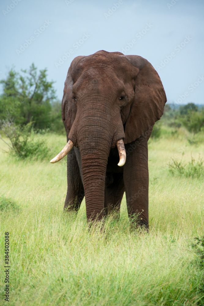 Éléphant d'Afrique, Loxodonta africana, Parc national Kruger, Afrique du Sud