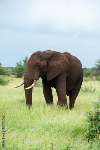 Wallpaper Mural Éléphant d'Afrique, Loxodonta africana, Parc national Kruger, Afrique du Sud Torontodigital.ca