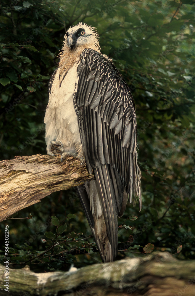 Gypaète barbu,.Gypaetus barbatus, Bearded Vulture Gypaète barbu,.Gypaetus barbatus, Bearded Vulture