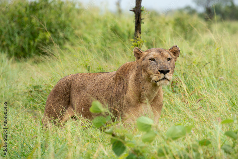 lion, femelle, lionne, Panthera leo, Afrique lion, femelle, lionne, Panthera leo, Afrique