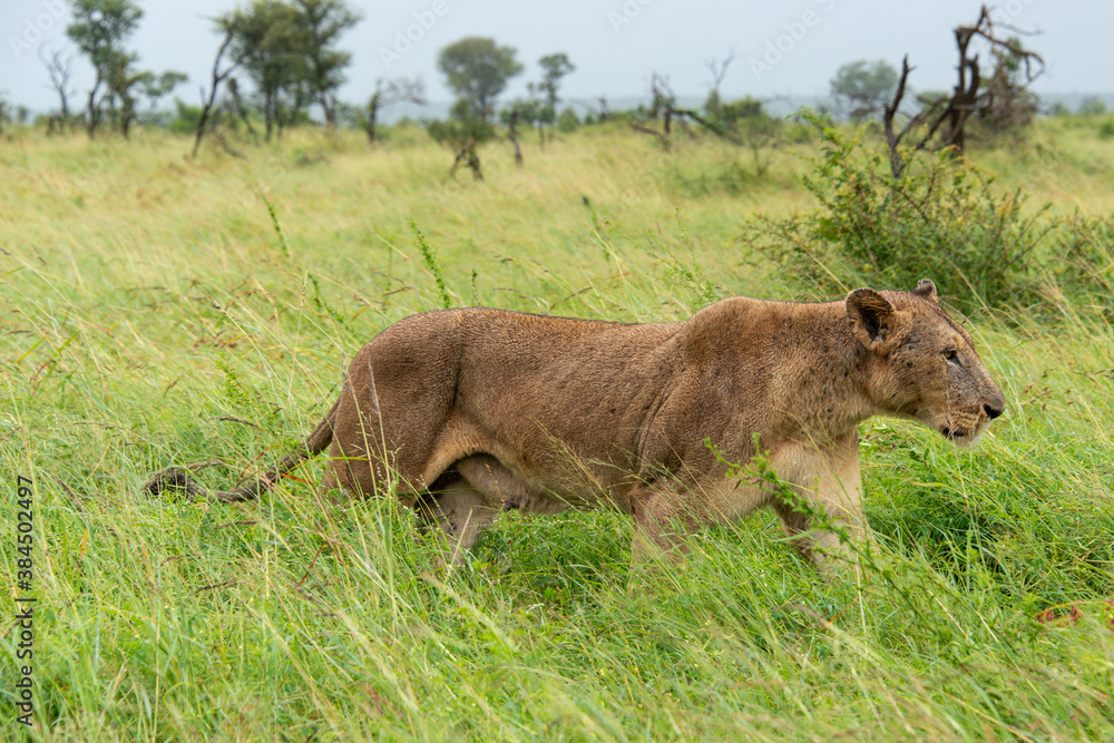 lion, femelle, lionne, Panthera leo, Afrique lion, femelle, lionne, Panthera leo, Afrique