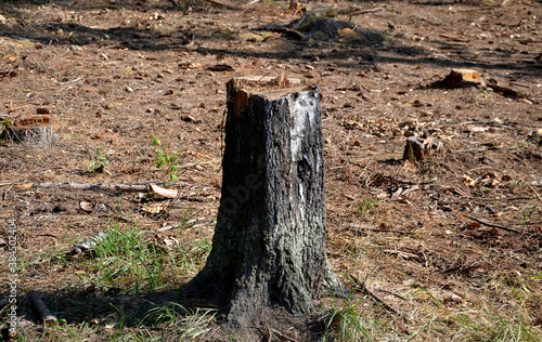 Deforestation due to bark beetle calamity, natural woodpecker protection has failed and mining machines must board harvesters and saws. mark trees that are sick. piles of logs must be covered with net photo