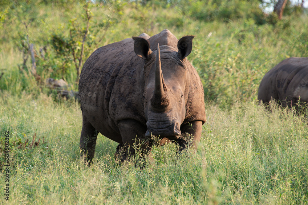 Obraz premium Rhinocéros blanc, white rhino, Ceratotherium simum, Parc national Kruger, Afrique du Sud