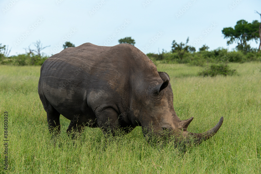 Rhinocéros blanc, white rhino, Ceratotherium simum, Parc national Kruger, Afrique du Sud Rhinocéros blanc, white rhino, Ceratotherium simum, Parc national Kruger, Afrique du Sud