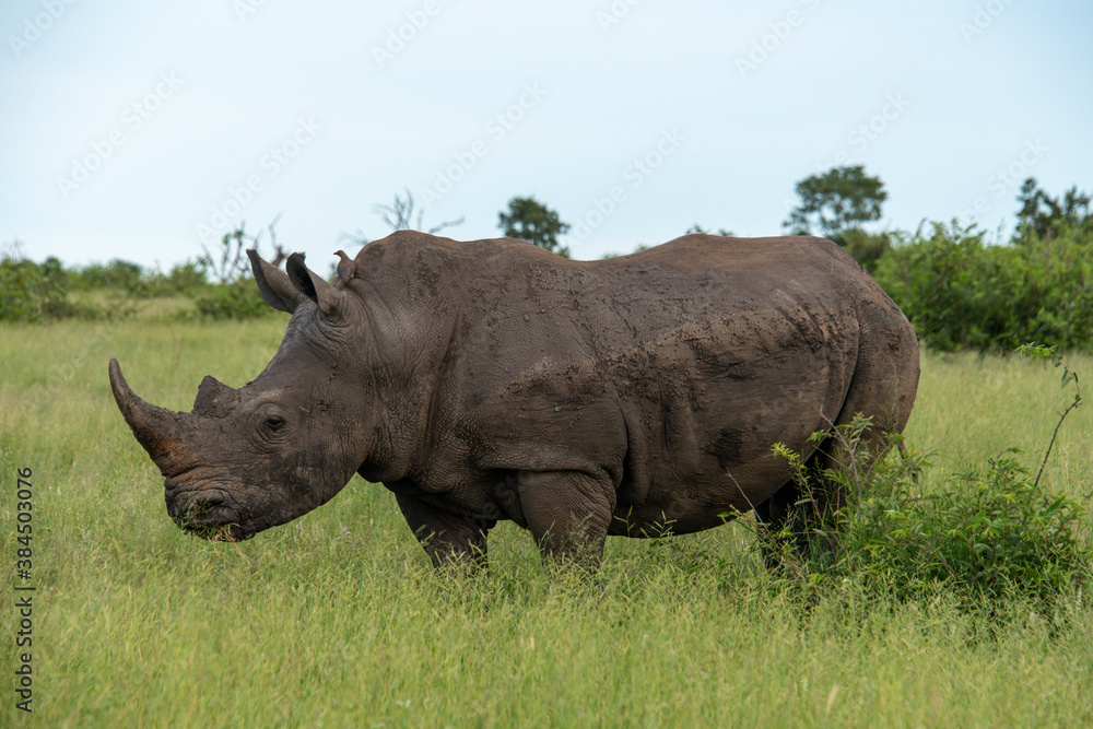 Rhinocéros blanc, white rhino, Ceratotherium simum, Parc national Kruger, Afrique du Sud Rhinocéros blanc, white rhino, Ceratotherium simum, Parc national Kruger, Afrique du Sud