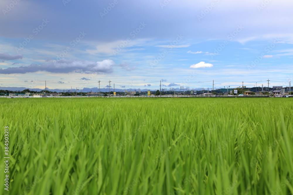 Obraz premium 田園