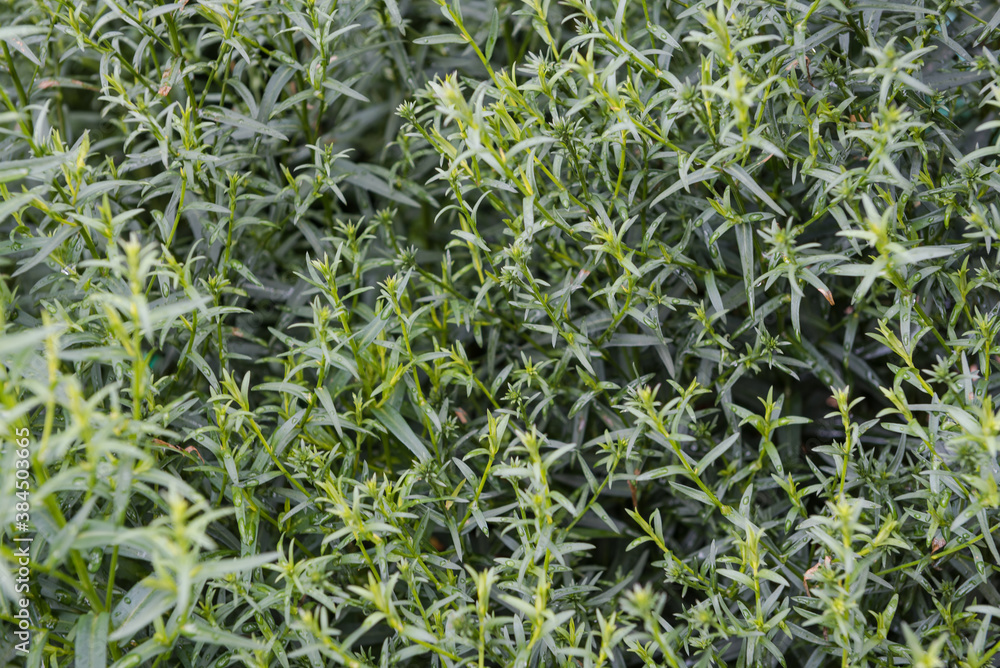 Obraz premium Carrots in the garden. Carrot leaves close up. Orange carrots. Healthy food. Fresh vegetables. Grow carrots in the garden. Carrots in the ground.
