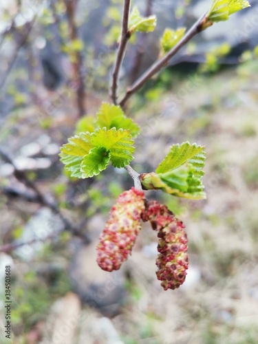 branch with buds