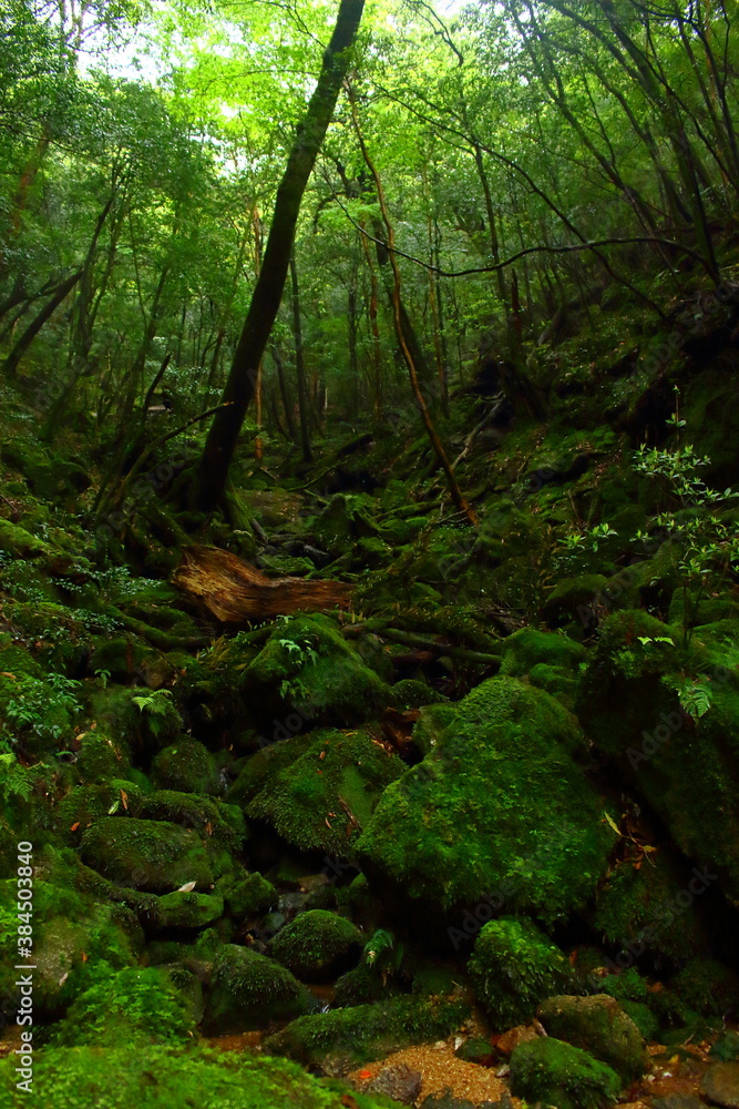 Obraz premium 苔生える渓谷 国立公園屋久島白谷雲水峡2