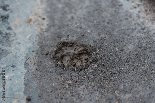 Dog footprint. Dog footprint in the mud. Dog paw print. Pet. Favorite pet. Walking the dog. Walking around a dirty place with your dog