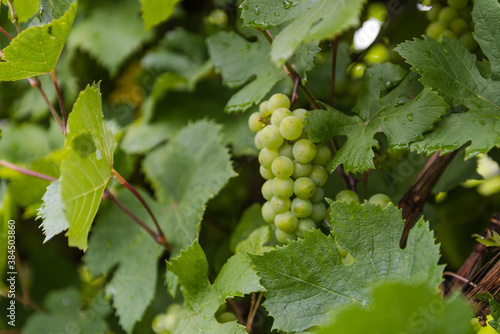 Wallpaper Mural Green grapes in the garden. Grow grapes at home. Sweet berries of grapes. A bunch of berries. Homemade fruits. Grape wine. Green Garden Torontodigital.ca