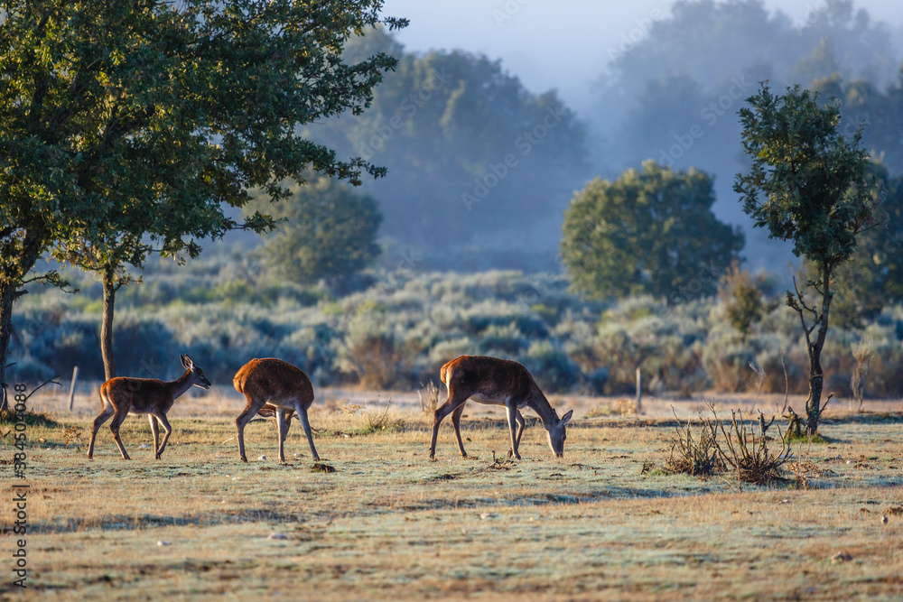 Fototapeta premium Red or European deer, female and young, grazing at dawn. Cervus elaphus. Zamora, Spain.