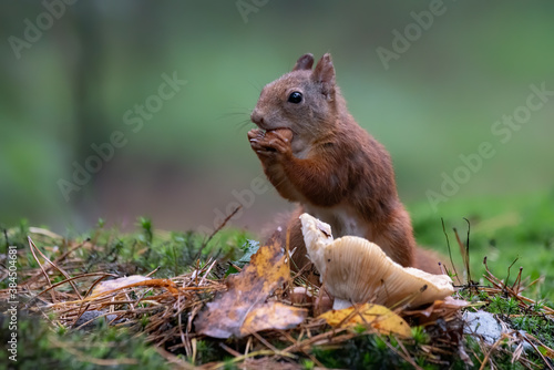Cute hungry Red Squirrel (Sciurus vulgaris) eating a nut in an forest covered with colorful leaves and  mushrooms. Autumn day in a deep forest in the Netherlands. Beautiful Christmas card.  © Albert Beukhof