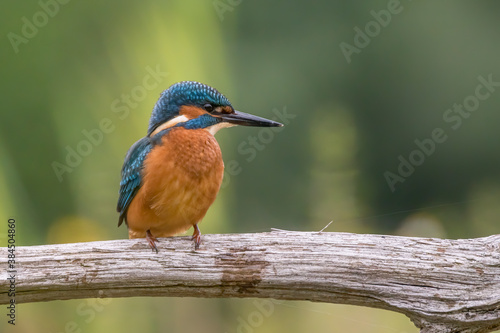 Common Kingfisher (Alcedo atthis) sitting on a branch above a pool in the forest of Overijssel (Twente) in the Netherlands. Green bokeh background. Copy space.