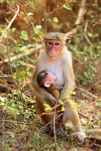 The toque macaque  Macaca sinica   mother and baby sitting near the road in thick bushes.