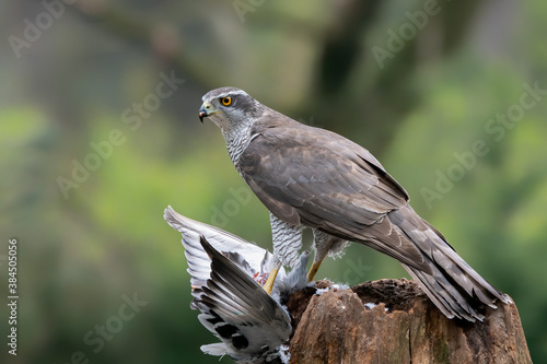 Adult of Northern Goshawk (Accipiter gentilis) on a branch with a prey in the forest of Noord Brabant in the Netherlands.