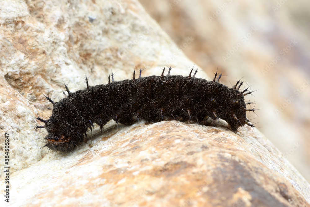 black slug worm on brown stone background black slug worm on brown stone background