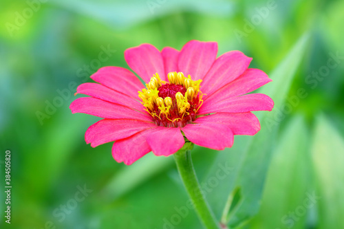 Pink Zinnia flower in the green garden