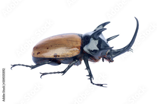 Brown five-horned rhinoceros beetle isolated on white. © modify260