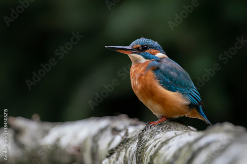 Common Kingfisher (Alcedo atthis) sitting on a branch above a pool in the forest in the Netherlands. Dark green background. Copy space.